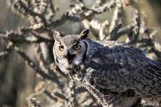 Great Horned Owl-BLFInk-Premier Image Canvas