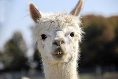 White Alpaca-BLFInk-Photographic Print