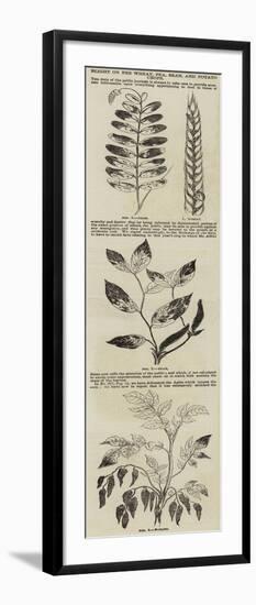 Blight on the Wheat, Pea, Bean, and Potato Crops-null-Framed Giclee Print
