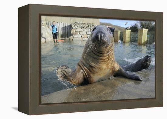 Blind Adult Male Grey Seal (Halichoerus Grypus) 'Marlin' Waving a Flipper-Nick Upton-Framed Premier Image Canvas