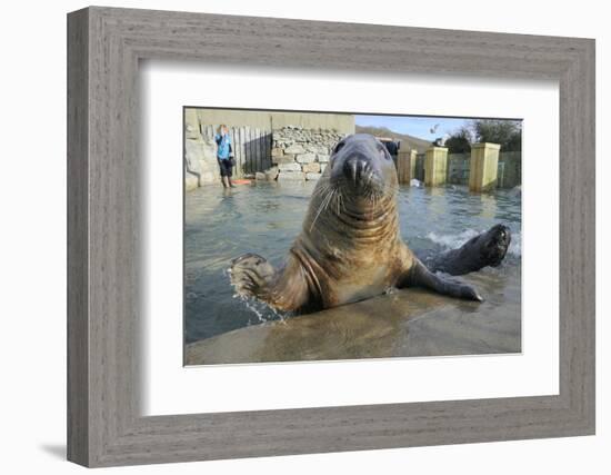 Blind Adult Male Grey Seal (Halichoerus Grypus) 'Marlin' Waving a Flipper-Nick Upton-Framed Photographic Print