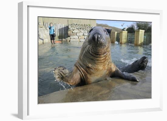 Blind Adult Male Grey Seal (Halichoerus Grypus) 'Marlin' Waving a Flipper-Nick Upton-Framed Photographic Print