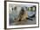 Blind Adult Male Grey Seal (Halichoerus Grypus) 'Marlin' Waving a Flipper-Nick Upton-Framed Photographic Print