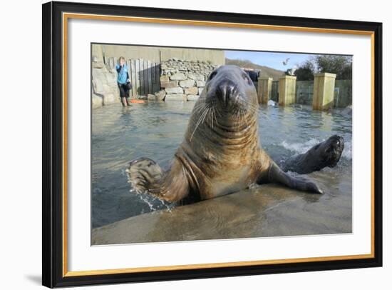 Blind Adult Male Grey Seal (Halichoerus Grypus) 'Marlin' Waving a Flipper-Nick Upton-Framed Photographic Print