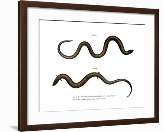 Blindworm-null-Framed Giclee Print