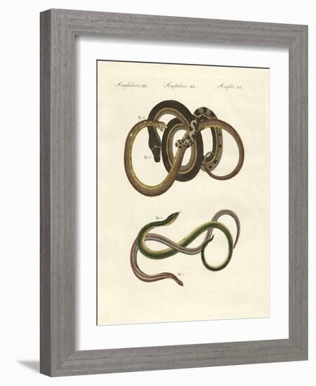 Blindworms-null-Framed Giclee Print