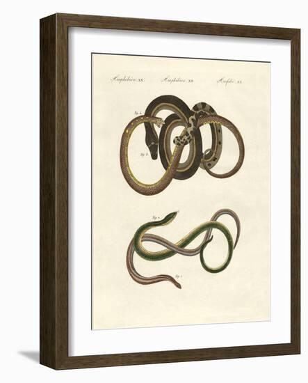 Blindworms-null-Framed Giclee Print