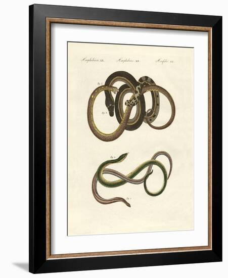 Blindworms-null-Framed Giclee Print