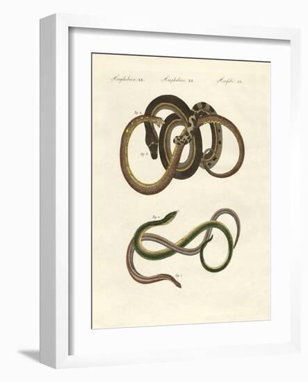 Blindworms-null-Framed Giclee Print