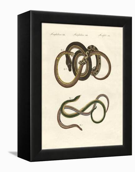 Blindworms-null-Framed Premier Image Canvas