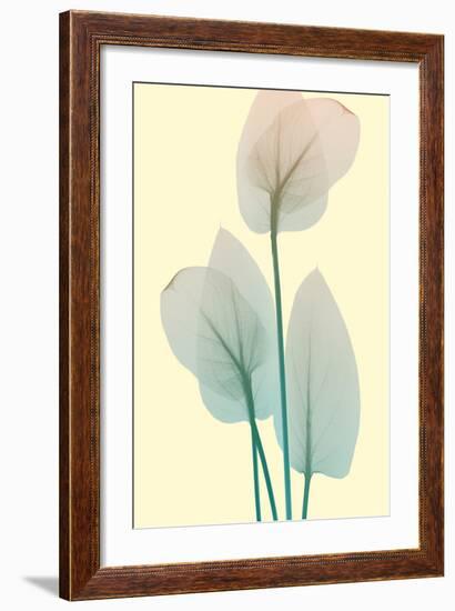 Blissful Bloom 1-Albert Koetsier-Framed Photo