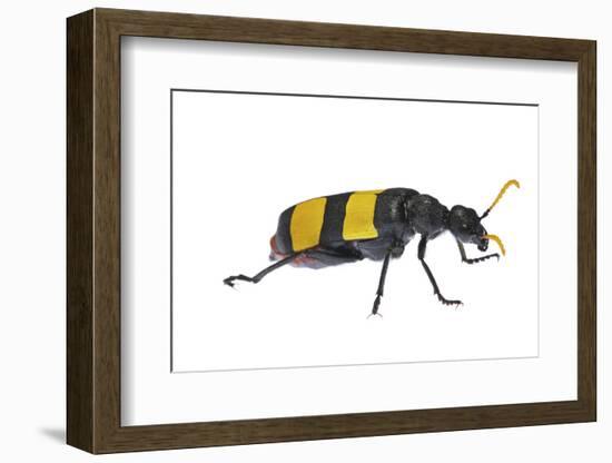 Blister Beetle (Hycleus Scabratus) Profile, Oman-Javier Aznar-Framed Photographic Print