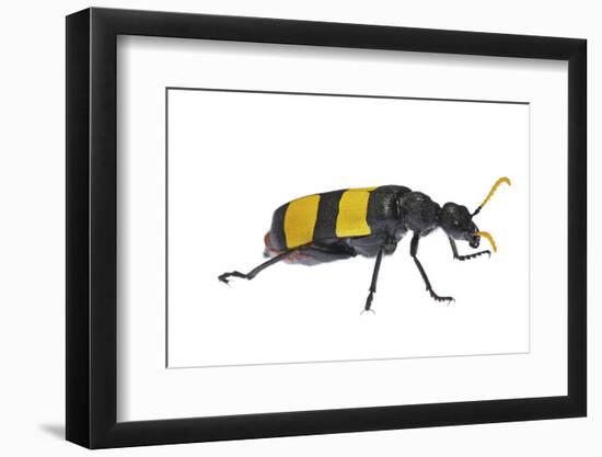 Blister Beetle (Hycleus Scabratus) Profile, Oman-Javier Aznar-Framed Photographic Print