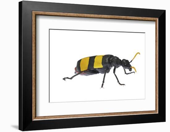 Blister Beetle (Hycleus Scabratus) Profile, Oman-Javier Aznar-Framed Photographic Print