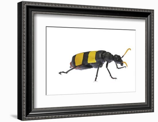 Blister Beetle (Hycleus Scabratus) Profile, Oman-Javier Aznar-Framed Photographic Print