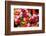 Bloemenmarket Flower Market. Amsterdam, Holland, Netherlands.-William Perry-Framed Photographic Print