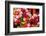 Bloemenmarket Flower Market. Amsterdam, Holland, Netherlands.-William Perry-Framed Photographic Print