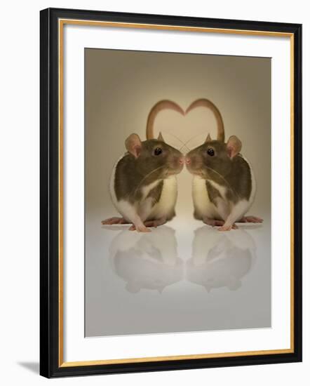 Blogpoint-Lynne Davies-Framed Photographic Print