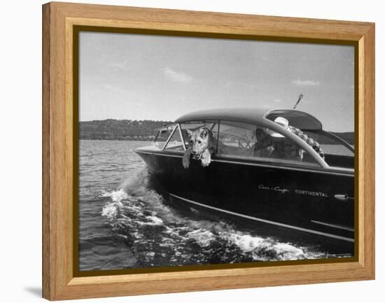 Blondie, the Pet Lion, Fascinated by the Water as She Takes Her First Ride in Chris Craft Motorboat-Joe Scherschel-Framed Premier Image Canvas