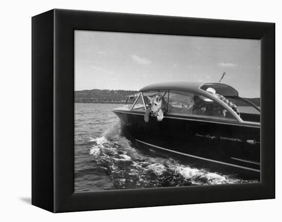 Blondie, the Pet Lion, Fascinated by the Water as She Takes Her First Ride in Chris Craft Motorboat-Joe Scherschel-Framed Premier Image Canvas