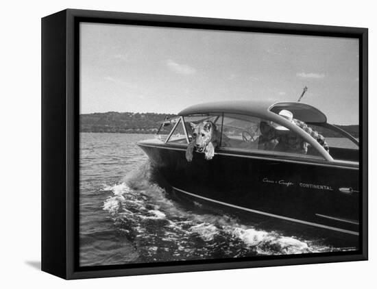 Blondie, the Pet Lion, Fascinated by the Water as She Takes Her First Ride in Chris Craft Motorboat-Joe Scherschel-Framed Premier Image Canvas