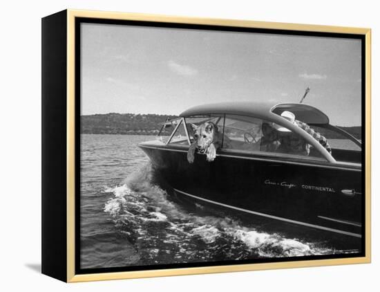 Blondie, the Pet Lion, Fascinated by the Water as She Takes Her First Ride in Chris Craft Motorboat-Joe Scherschel-Framed Premier Image Canvas