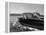 Blondie, the Pet Lion, Fascinated by the Water as She Takes Her First Ride in Chris Craft Motorboat-Joe Scherschel-Framed Premier Image Canvas