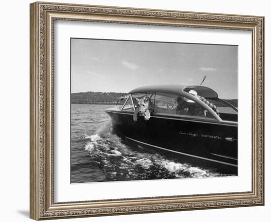 Blondie, the Pet Lion, Fascinated by the Water as She Takes Her First Ride in Chris Craft Motorboat-Joe Scherschel-Framed Photographic Print