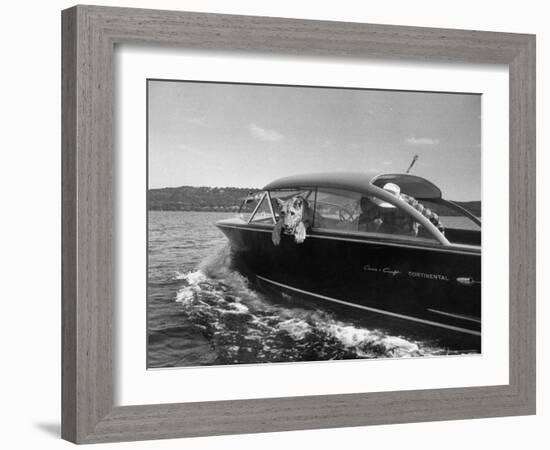 Blondie, the Pet Lion, Fascinated by the Water as She Takes Her First Ride in Chris Craft Motorboat-Joe Scherschel-Framed Photographic Print