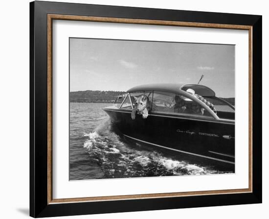 Blondie, the Pet Lion, Fascinated by the Water as She Takes Her First Ride in Chris Craft Motorboat-Joe Scherschel-Framed Photographic Print