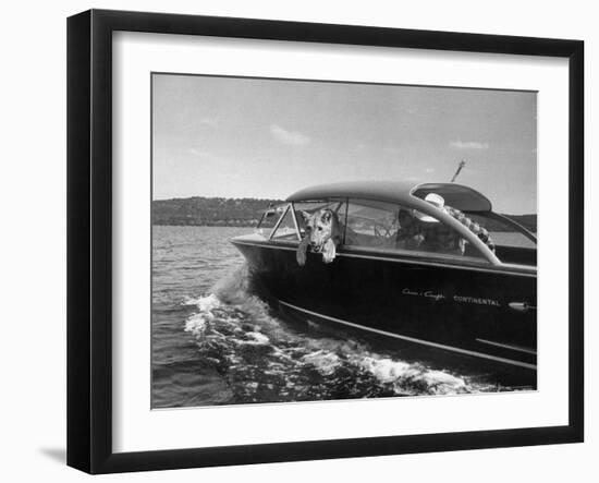 Blondie, the Pet Lion, Fascinated by the Water as She Takes Her First Ride in Chris Craft Motorboat-Joe Scherschel-Framed Photographic Print