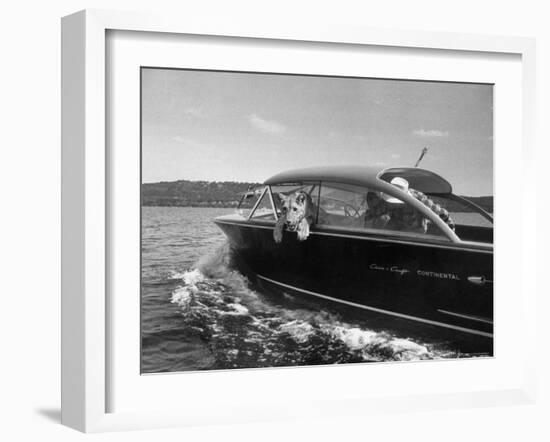 Blondie, the Pet Lion, Fascinated by the Water as She Takes Her First Ride in Chris Craft Motorboat-Joe Scherschel-Framed Photographic Print