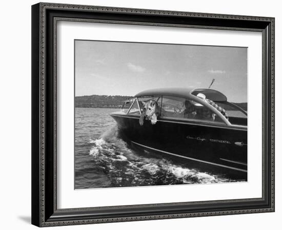 Blondie, the Pet Lion, Fascinated by the Water as She Takes Her First Ride in Chris Craft Motorboat-Joe Scherschel-Framed Photographic Print