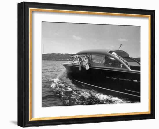 Blondie, the Pet Lion, Fascinated by the Water as She Takes Her First Ride in Chris Craft Motorboat-Joe Scherschel-Framed Photographic Print