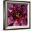 Blood Bags-Kevin Curtis-Framed Premium Photographic Print