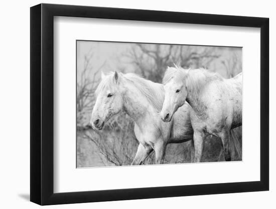 Blood brothers-Marco Carmassi-Framed Photographic Print