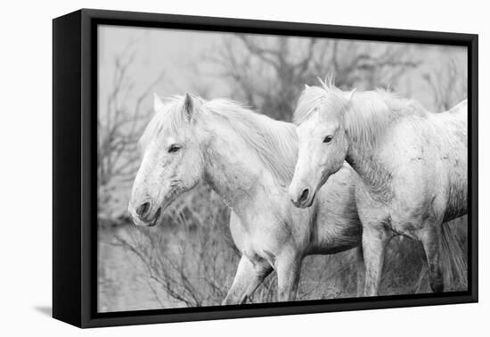 Blood brothers-Marco Carmassi-Framed Premier Image Canvas