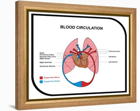 Blood Circulation (Human Body)-udaix-Framed Stretched Canvas