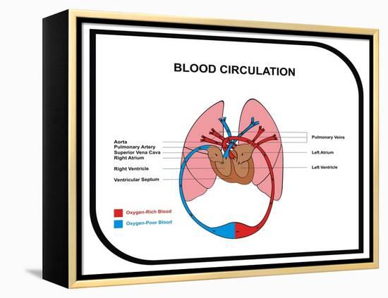 Blood Circulation (Human Body)-udaix-Framed Stretched Canvas
