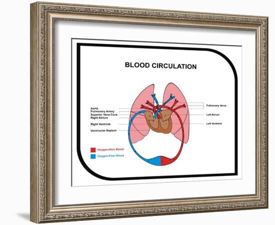 Blood Circulation (Human Body)-udaix-Framed Art Print