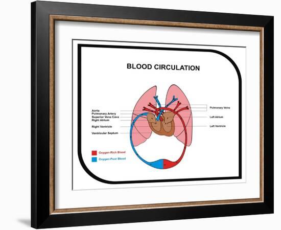 Blood Circulation (Human Body)-udaix-Framed Art Print