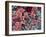 Blood Clot, SEM-Steve Gschmeissner-Framed Photographic Print