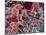 Blood Clot, SEM-Steve Gschmeissner-Mounted Photographic Print