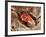 Blood Clot, SEM-Science Photo Library-Framed Photographic Print