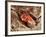 Blood Clot, SEM-Science Photo Library-Framed Photographic Print