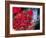 Blood Clot-Roger Harris-Framed Photographic Print