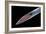 Blood on a Needle, SEM-Steve Gschmeissner-Framed Photographic Print