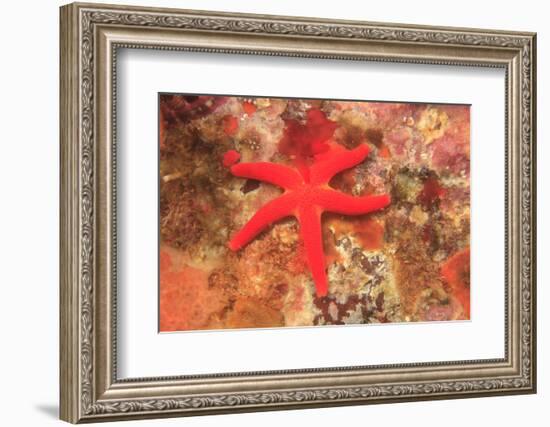 Blood Sea Star, Saint Lazerius Island, Sitka, Alaska, USA-Stuart Westmorland-Framed Photographic Print