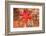 Blood Sea Star, Saint Lazerius Island, Sitka, Alaska, USA-Stuart Westmorland-Framed Photographic Print