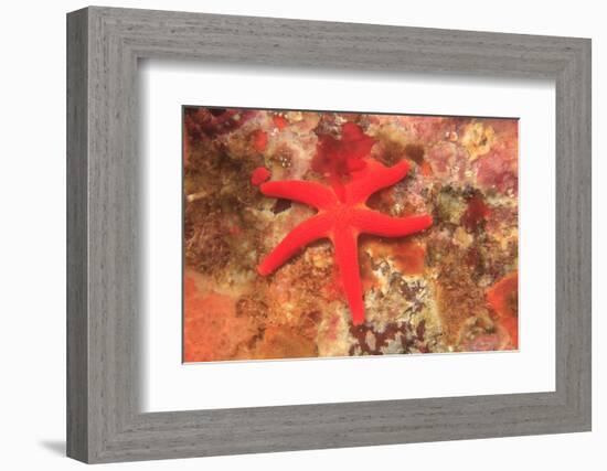 Blood Sea Star, Saint Lazerius Island, Sitka, Alaska, USA-Stuart Westmorland-Framed Photographic Print